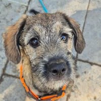 Festus - wartet in 96160 Geiselwind, Hund zur Adoption