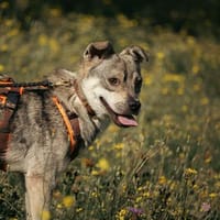 Pepito - junger toller Rüde, Hund zur Adoption