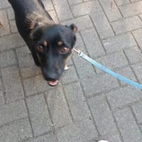 Ronja - Kleine Hündin mit großem Herz sucht ihr Zuhause, Hündin zur Adoption