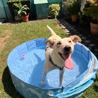 Billy, Hund zur Adoption