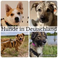 Pflegehunde in Deutschland suchen ein Zuhause, Hund zur Adoption