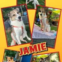 lieber sanfter Jamie auf PS in 80999, Hund zur Adoption