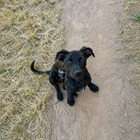 Hundekind sucht Bestplatz, Hündin zur Adoption