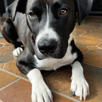 ALI - neugierig, intelligent und aufgeweckt, Hund zur Adoption