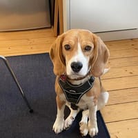 Lizzy - Zuhause sucht Zuhause auf Hof, Hündin zur Adoption