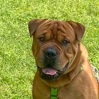 Toller Jungspund möchte ins Leben starten, Hund zur Adoption