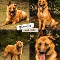 sportlicher Blondi wartet PLZ 39649, Hund zur Adoption