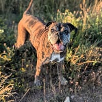 Dringend! Boxer Seniorin Zelda sucht, Hündin zur Adoption
