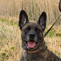 Süsse Yuna - verspielt, aktiv und sehr freundlich, Hündin zur Adoption