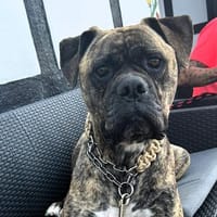 Leo sucht Molosser-erfahrene Menschen, Hund zur Adoption