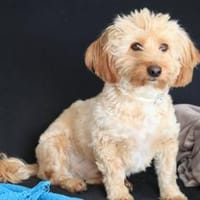 Ninno - wartet in 64347 Griesheim, Hund zur Adoption