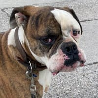 Unser Tysy möchte sein Köfferchen packen!, Hund zur Adoption