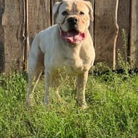 Tequila - Wo sind seine Menschen?, Hund zur Adoption