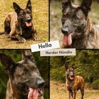 Die schöne Hella wartet PLZ 39649, Hündin zur Adoption