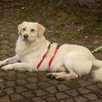 Shorty sucht sein Zuhause, Hund zur Adoption