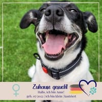 Anne - sucht einen Menschen die sie finden und lieben, Hündin zur Adoption