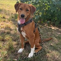 Ara sucht ihr Für-Immer-Zuhause!, Hund zur Adoption
