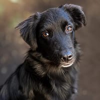 Bambo unser Herzenshund..., Hund zur Adoption