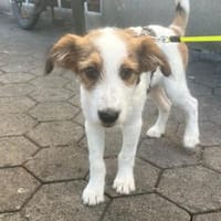 Milo - der freundliche Teamplayer, Hund zur Adoption