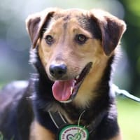 Salmo unser Seelenhund.., Hund zur Adoption