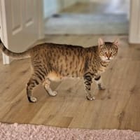 Seniorin IDA sucht Zuhause, Katze zur Adoption
