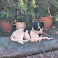 Alma 2; ruhiges, liebes Welpenmädchen, Hündin zur Adoption
