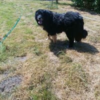 Mina - schwarze Schönheit, Hündin zur Adoption