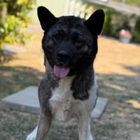 Betti CAA15858, chienne à adopter