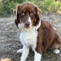 Lisa CAA15852, chienne à adopter