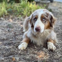 Shadow CaA15853, chienne à adopter
