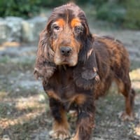 Rihanna CAA15856, chienne à adopter