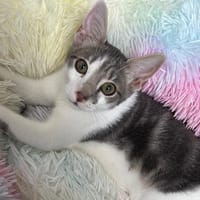 ZORRO, chat à adopter