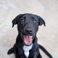 Cambouis, chien à adopter