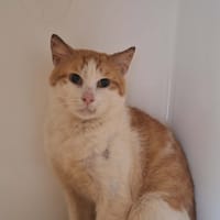 CONFETTI, chat à adopter