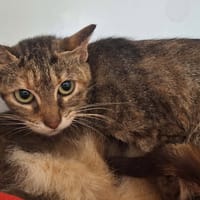 ETINCELLE, chatte à adopter