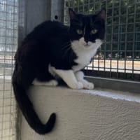LAZARUS, chatte à adopter