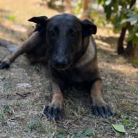 Saly CAA15860, chienne à adopter
