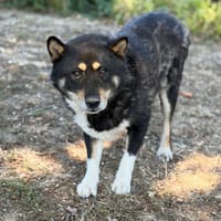 Rio CAA15846, chien à adopter
