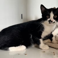SOLOGNOT, chatte à adopter