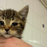 RAILEY, chatte à adopter