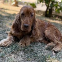 Tagliatelle CAA15855, chienne à adopter