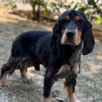 Hugo CAA15857, chien à adopter