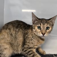 LUTECE, chatte à adopter