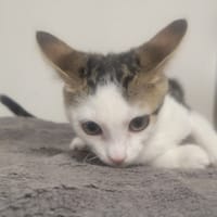MINNIE, chatte à adopter