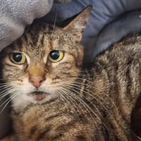 STRASS, chatte à adopter