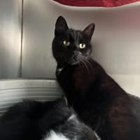 Grenouille, chatte à adopter