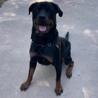 NAYA PAA24300, chienne à adopter