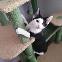 CHAMALLOW, chat à adopter
