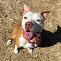 BELLA PAA24325, chienne à adopter