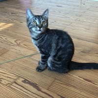 BERLIN, chatte à adopter